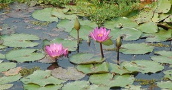 DSC_0169A.jpg