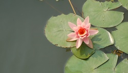 DSC_0203A.jpg