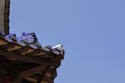 DSC09964