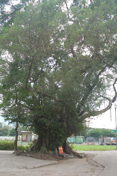 abg.jpg