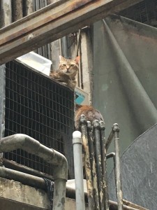 Feral cats are part of our community
