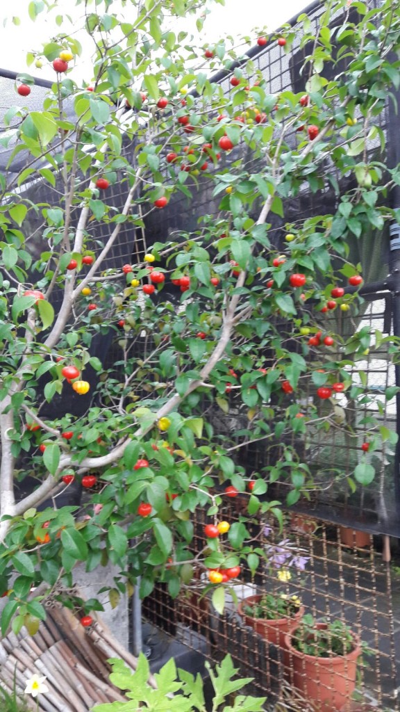 Thailand Cherry